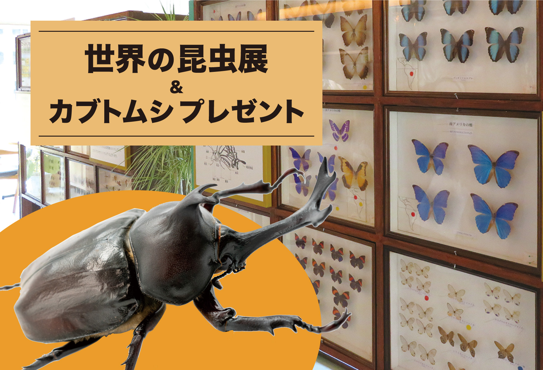 KIDSイベント「世界の昆虫展＆カブトムシプレゼント」 - POLKU